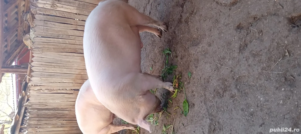 vand porci pentru sarbatori ....rog seriozitate