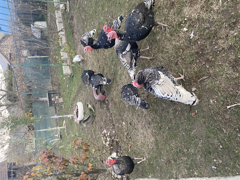 Curcani tineri, de anul acesta