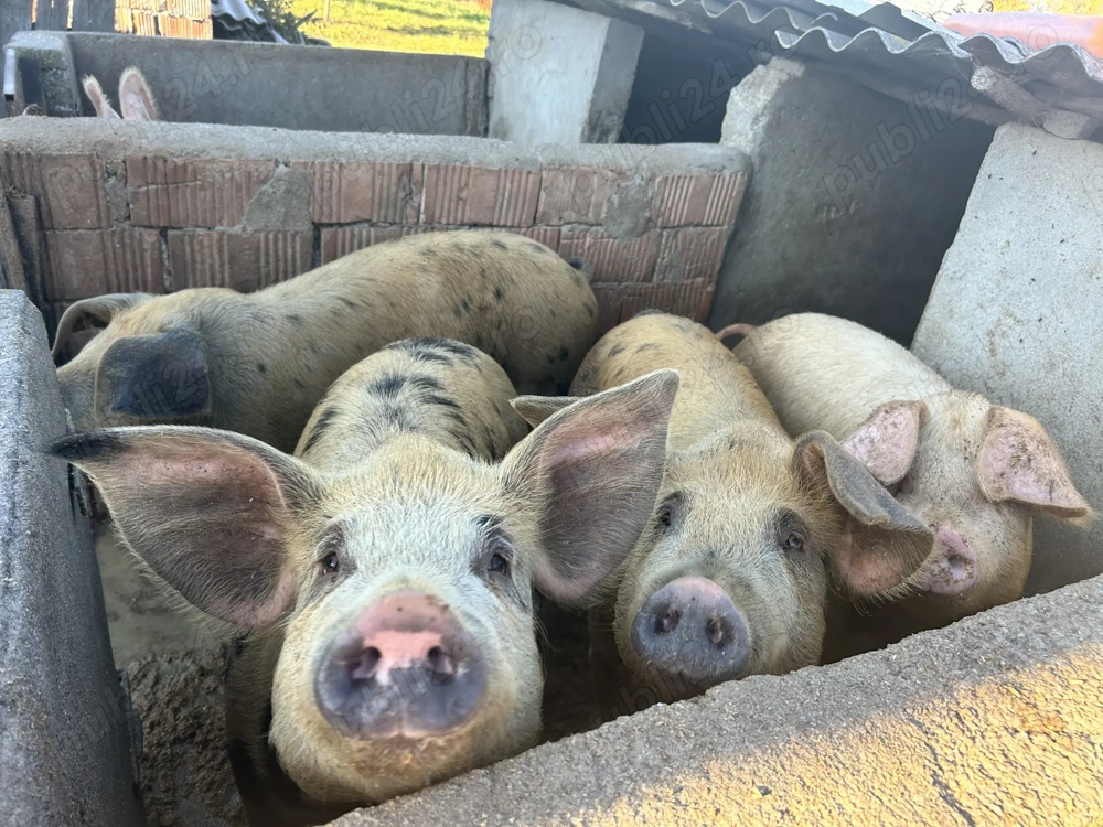 Porci de vânzare    