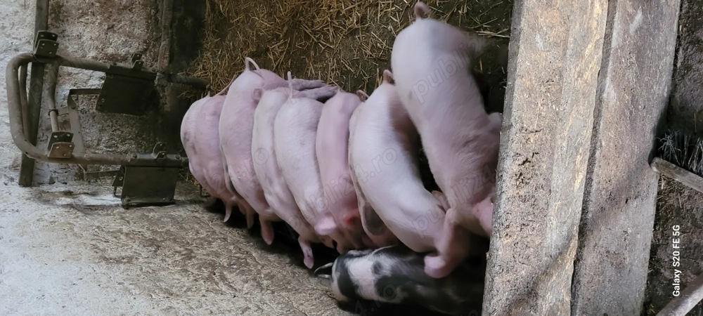 Purceii înțărcati 