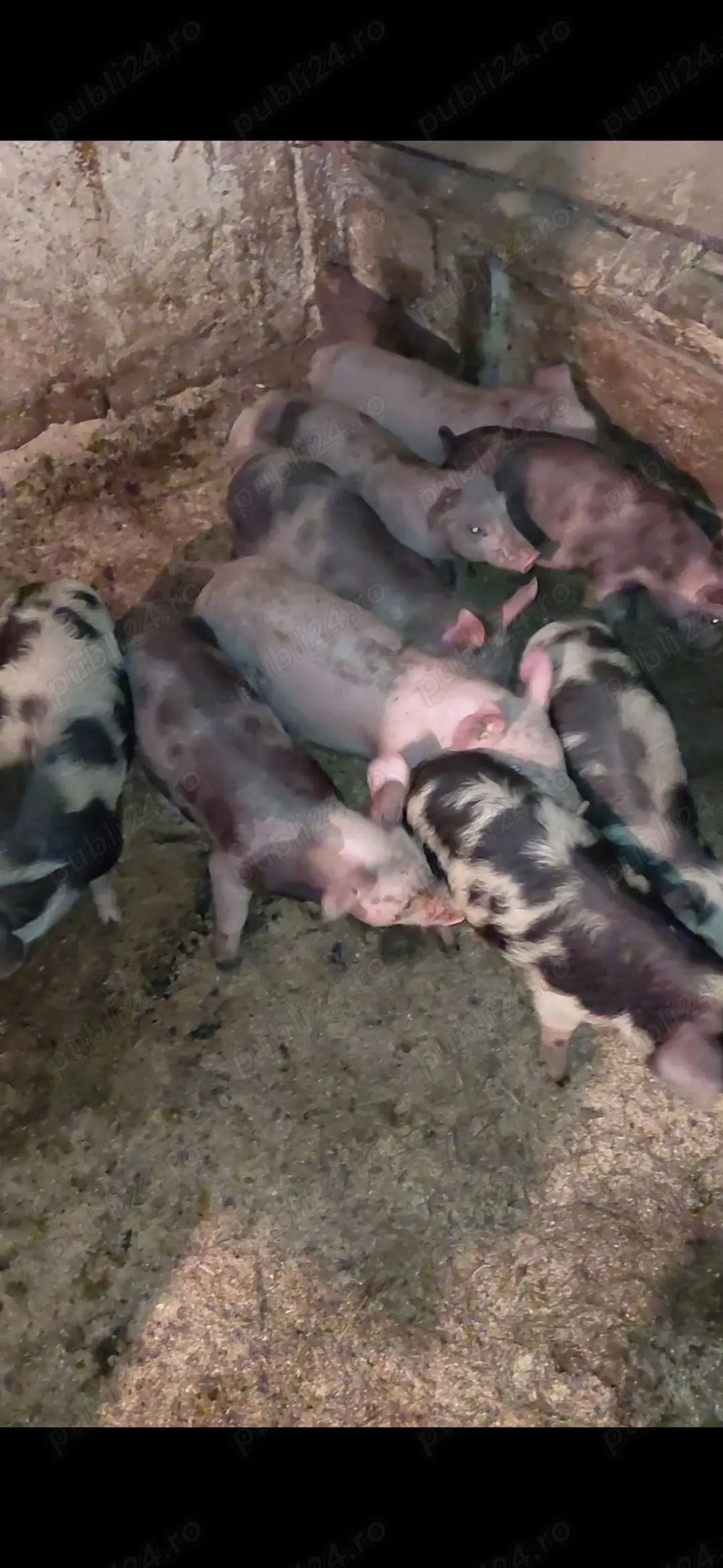 Purcei rasa de carne pietran 8 saptamani 