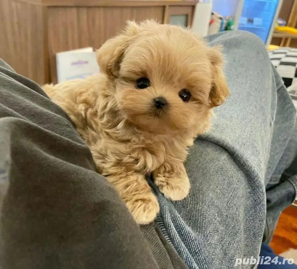 maltipoo poodle 