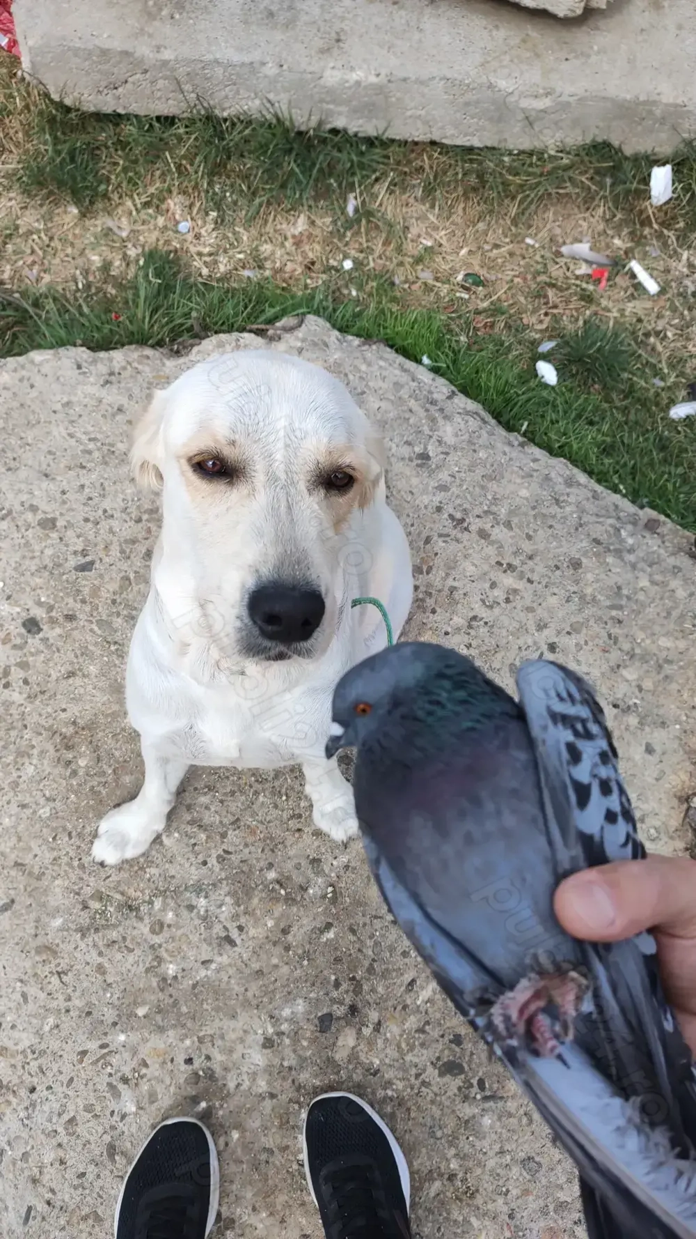 Donez Golden Retriever   Marley, un suflet blând și loial!