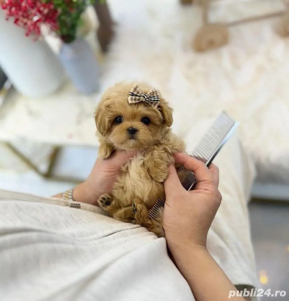 maltipoo pudel mini toy