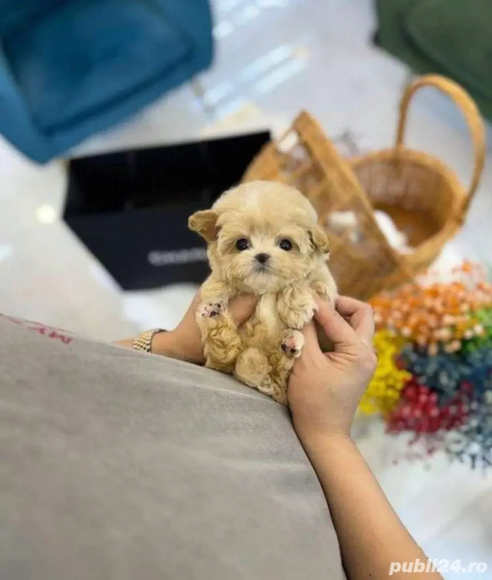 maltipoo poodle mini toy