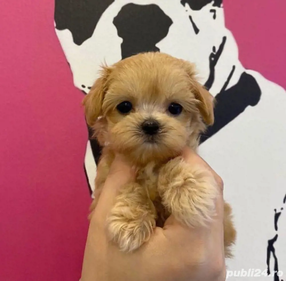 caniche maltipoo poodle mini toy