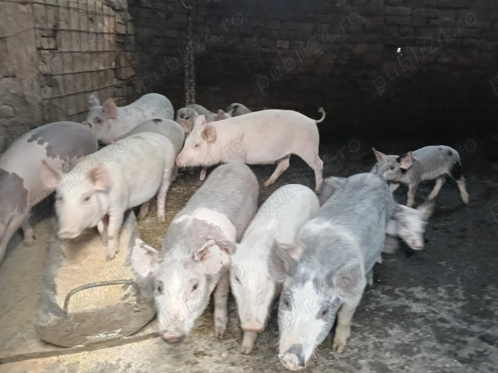 Purcei din 2 categori