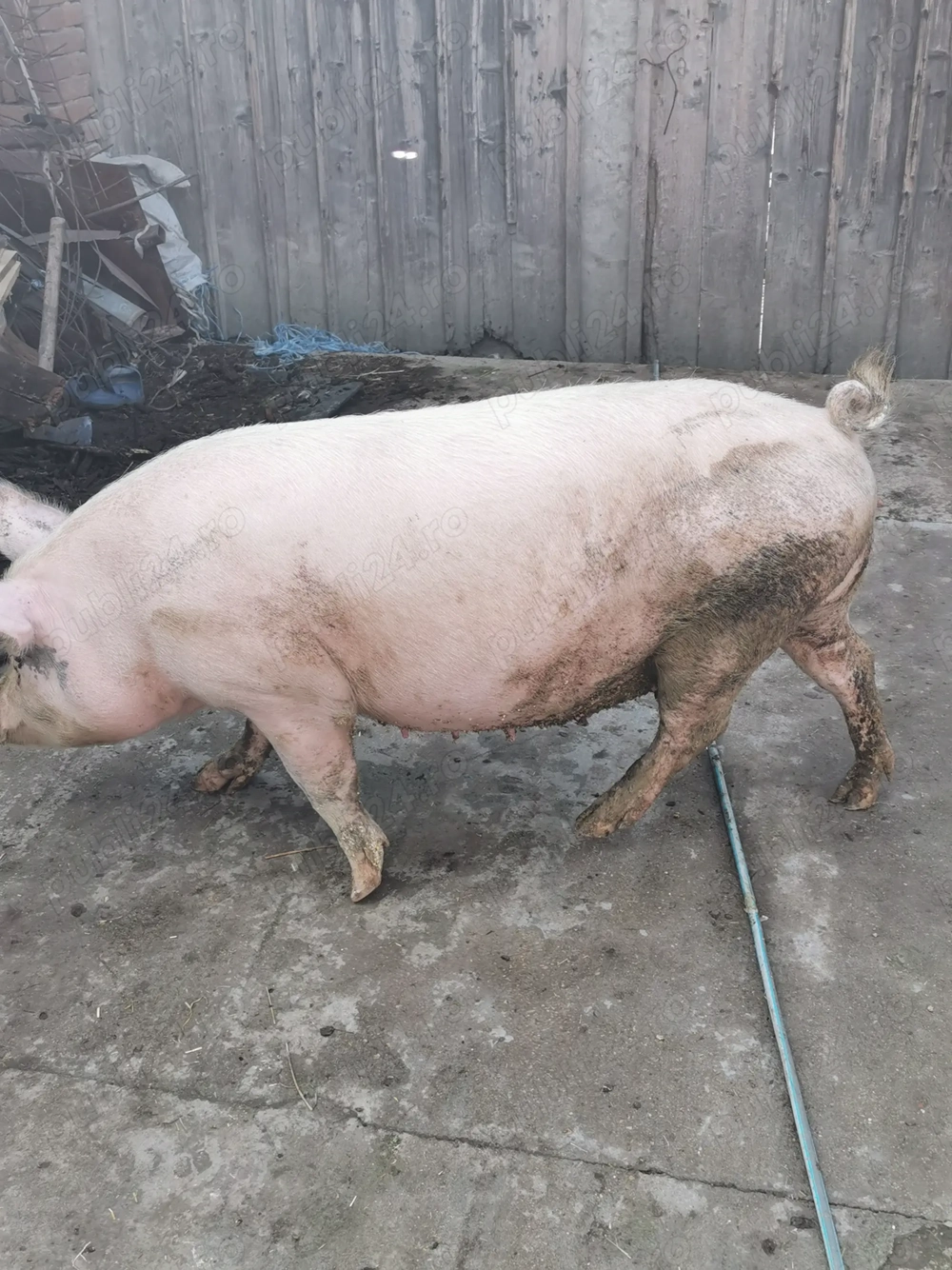 Vând porci de carne!!! 