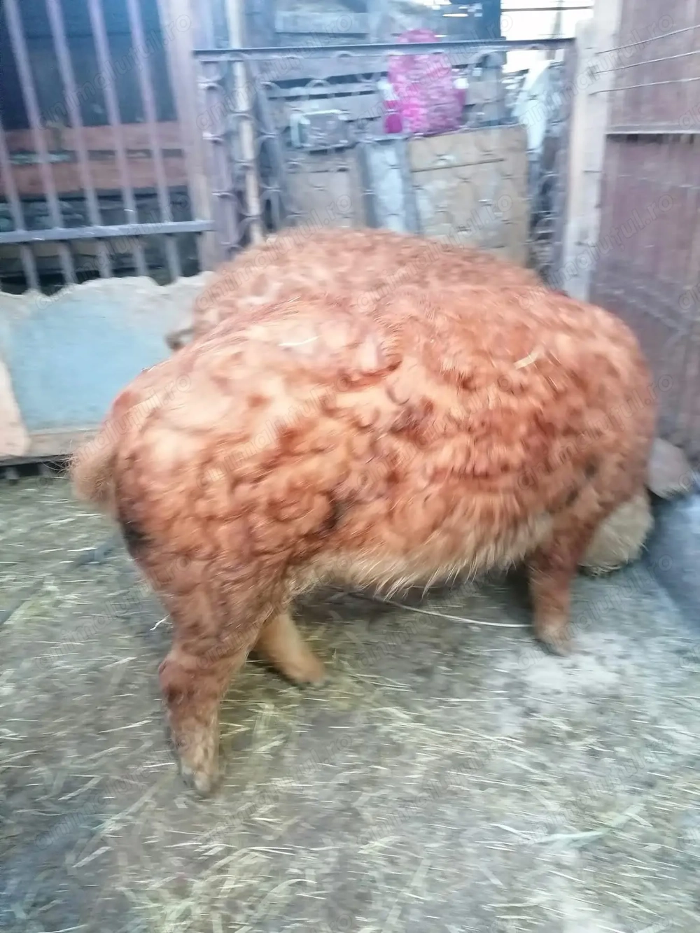 Vieri mangalita de vanzare 