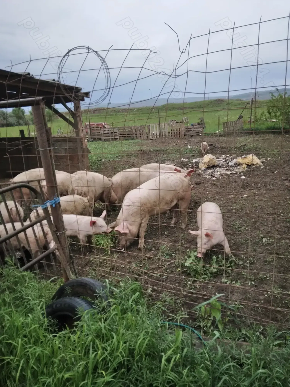 Vand porci pentru  sacrificat 