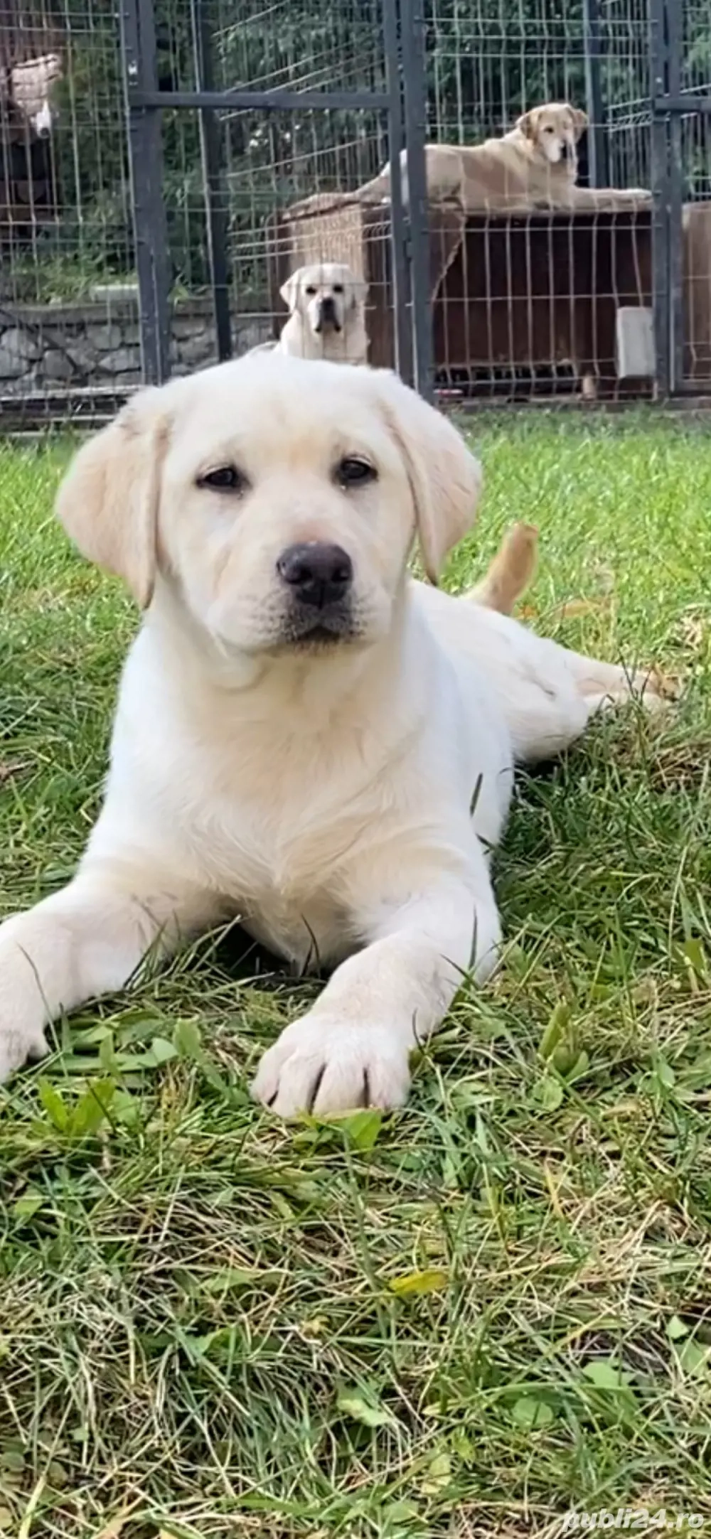 Labrador Retriver