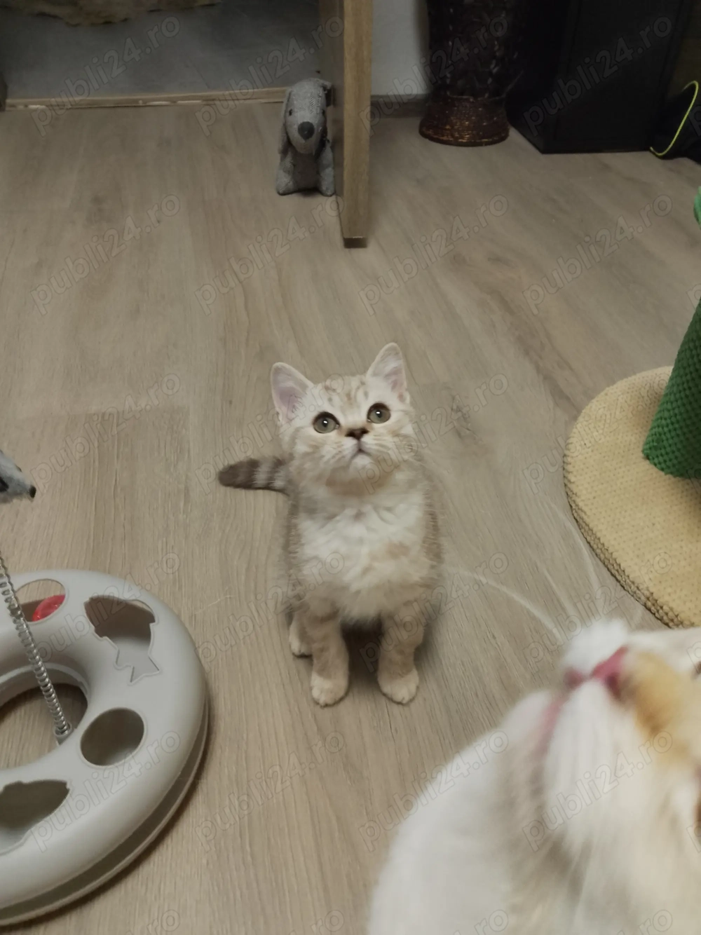 Scotish Straight tabby 