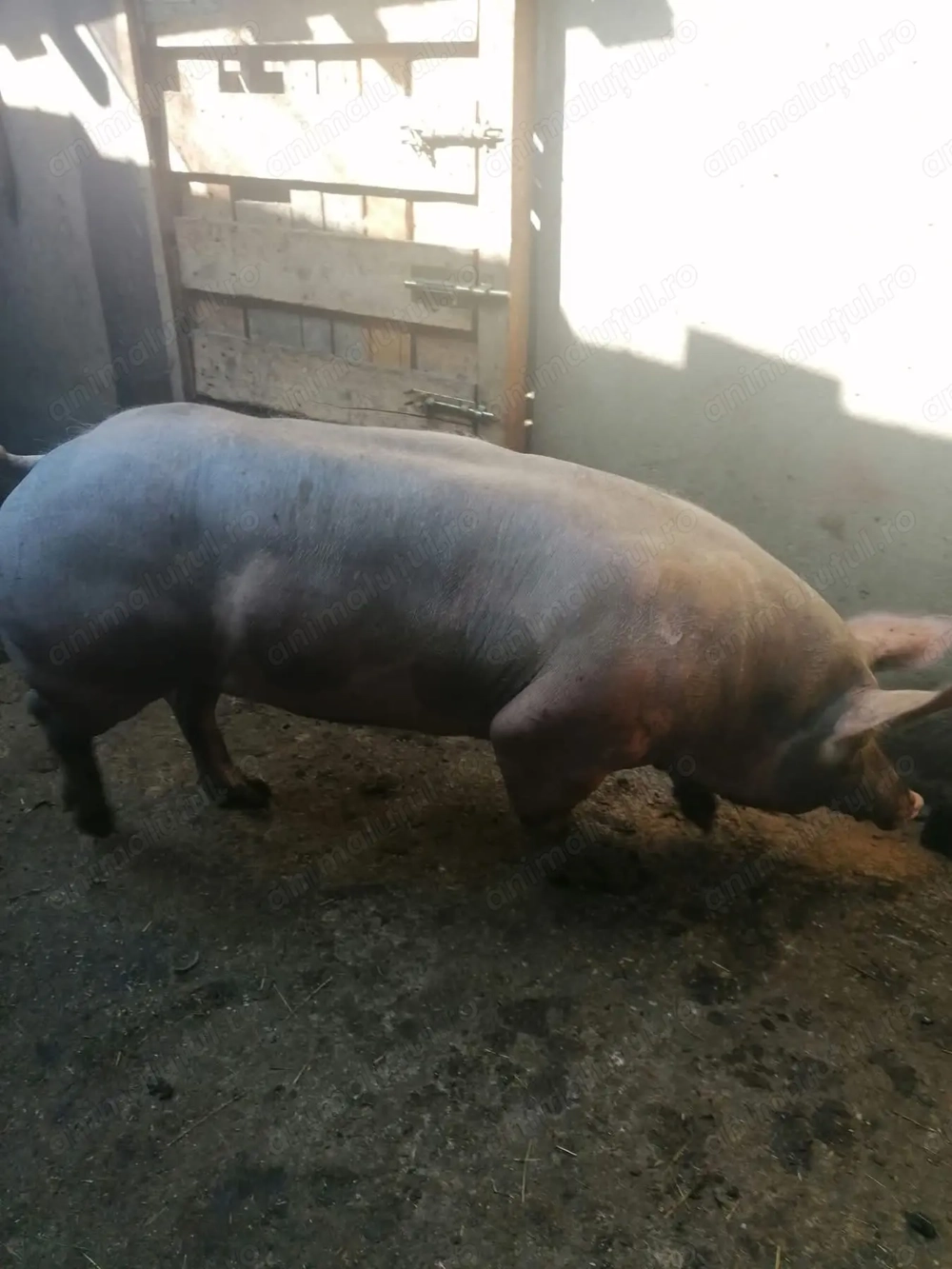 Vand Scroafa pietrean 