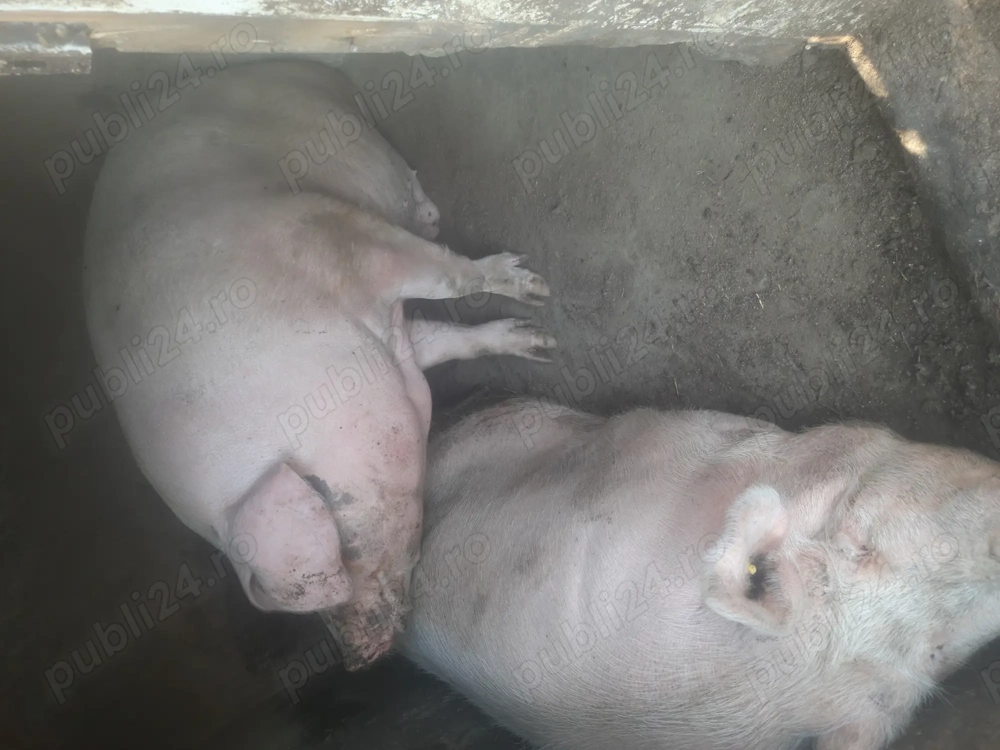 Porc de aproximativ 400 kg 