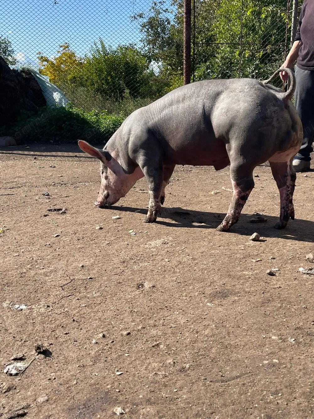 Vand vierut pietrean