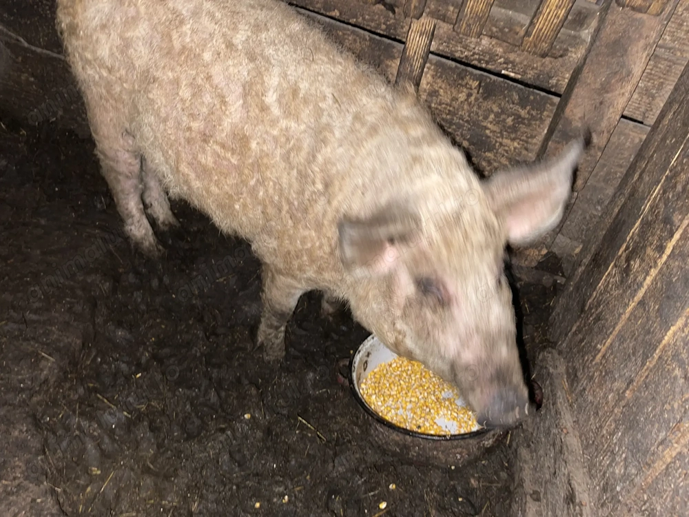 Vand scrofita mangalita