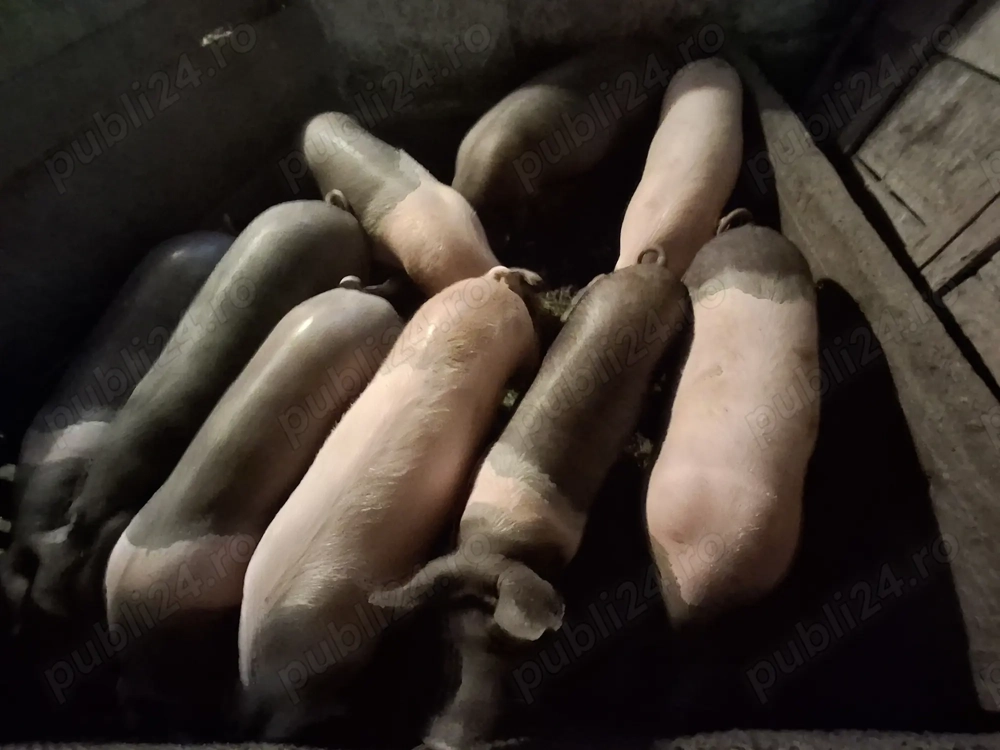 Vând porci  90 -100 kg