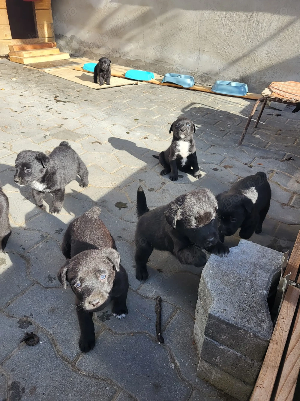 Pui de labradori - donez 