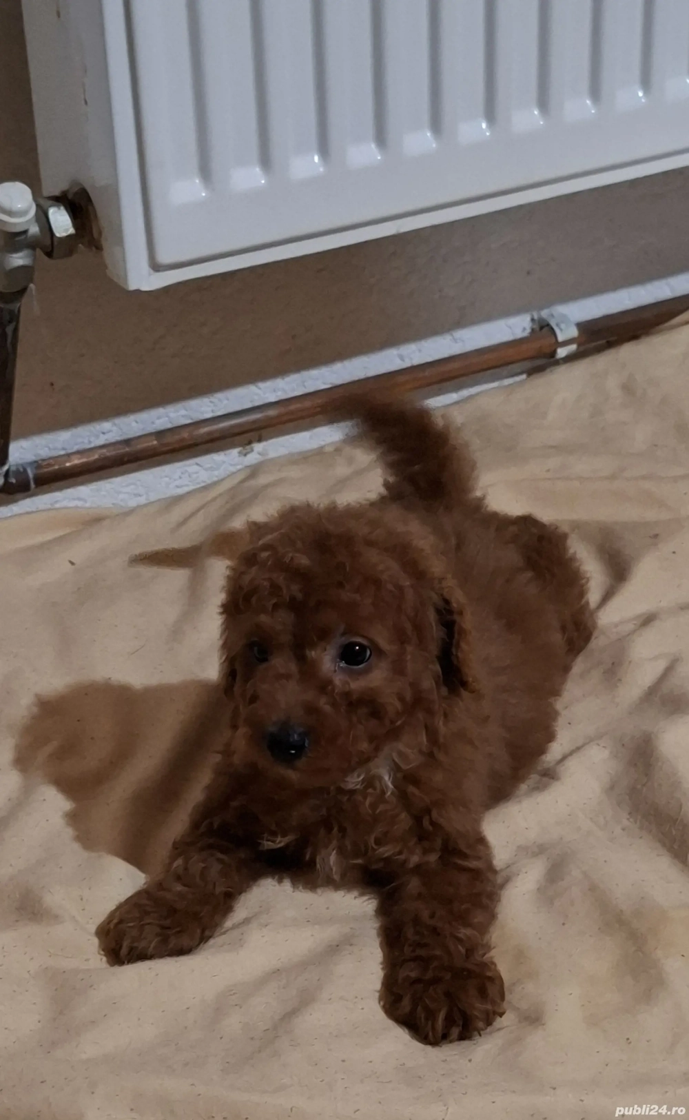 PUDEL POODLE TOY  transport gratuit aproape in toata România 