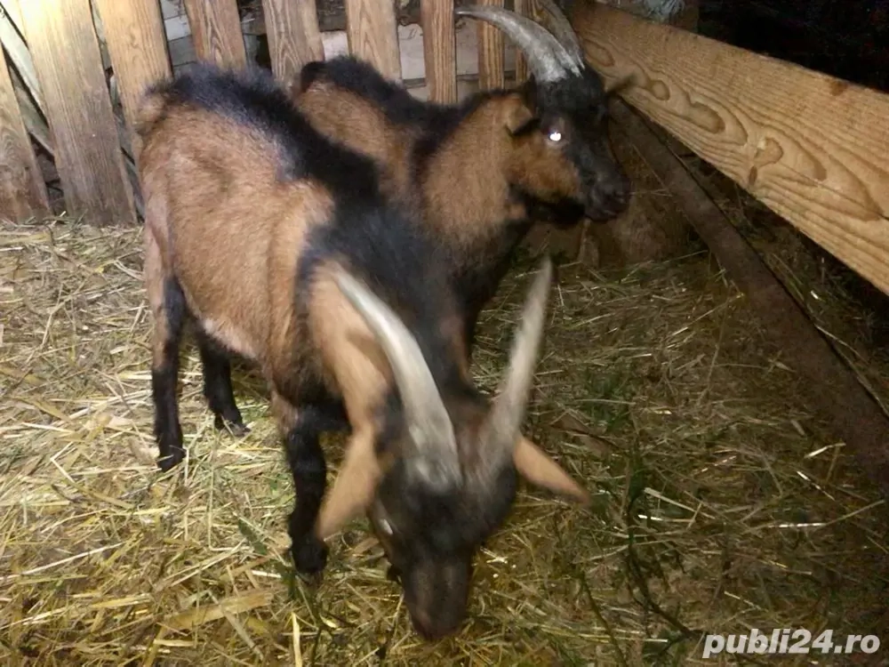 Țapi alpina franceză