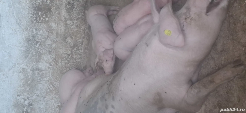 vand purcea de 160kg cu 7 purcei de 5 saptamani 