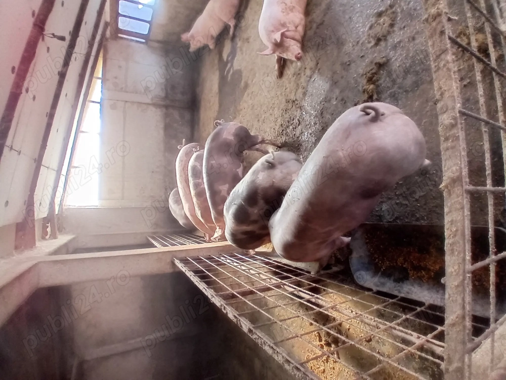 Porci de vanzare.....se arvunesc pt Crăciun!