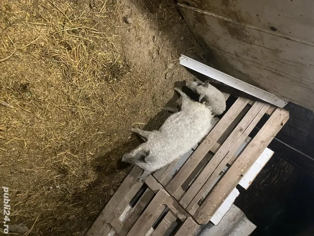 vand pereche porci mangalita 