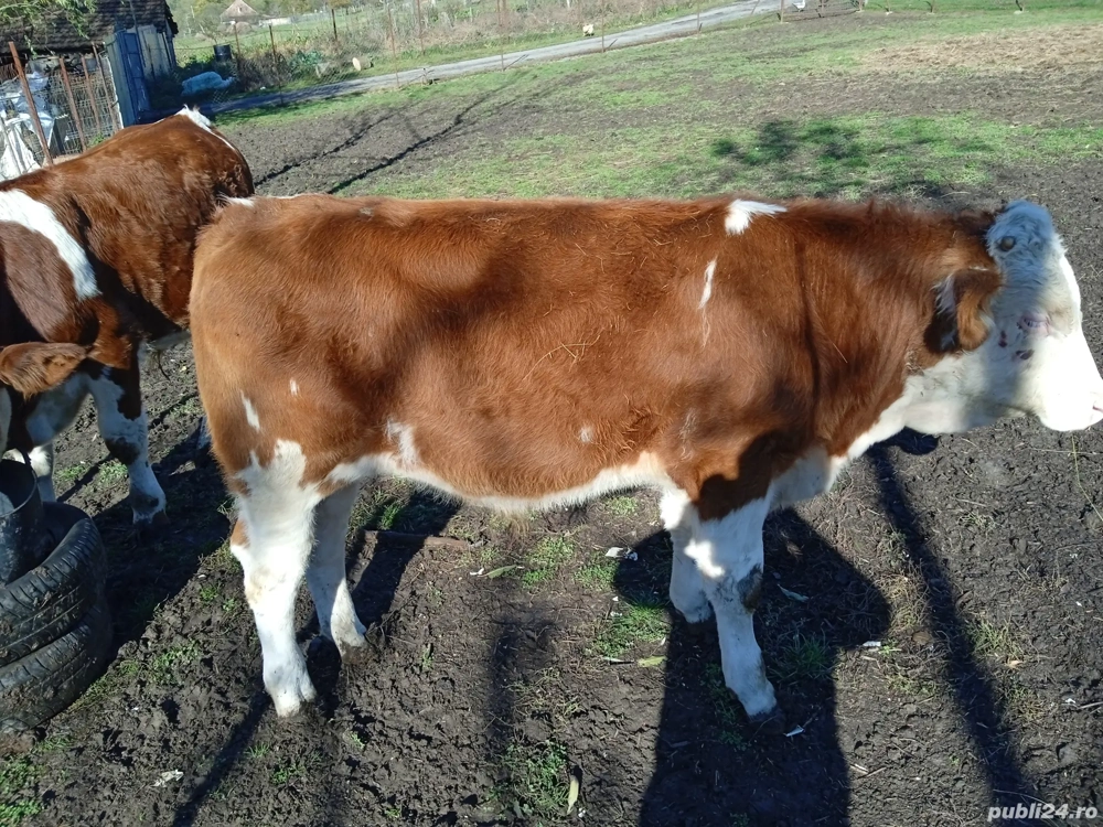 Vând 2 tăurași frumoși 