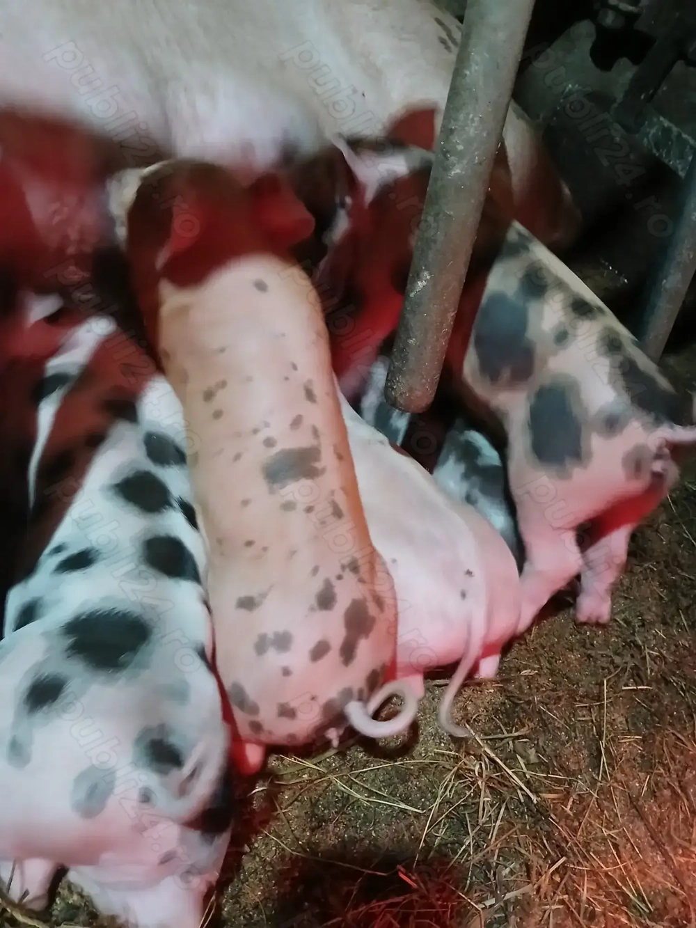 Purceii de vânzare. 