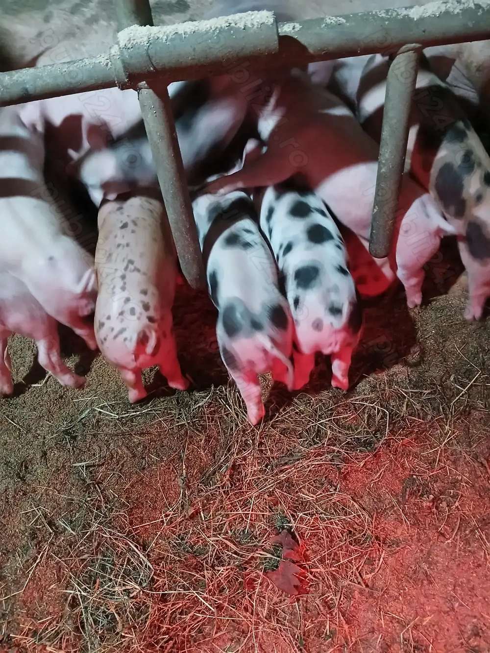 Purceii de vânzare. 