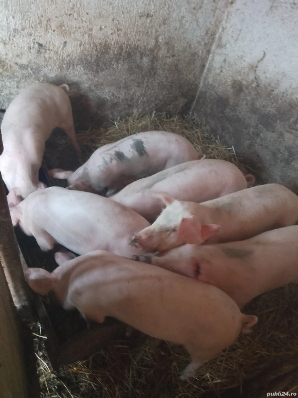 vand soldani vand soldani