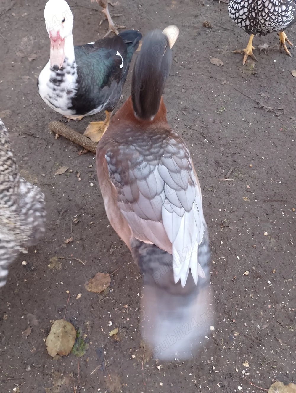 Rățoi leșesc și mulard tineri 