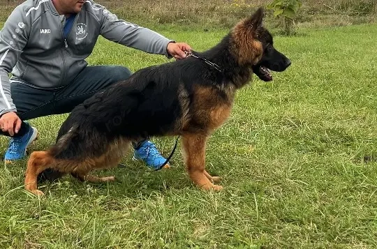 Mascul Ciobănesc german cu păr lung 