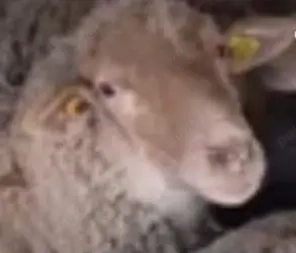 Vînd 200 buc. oi tigaie 