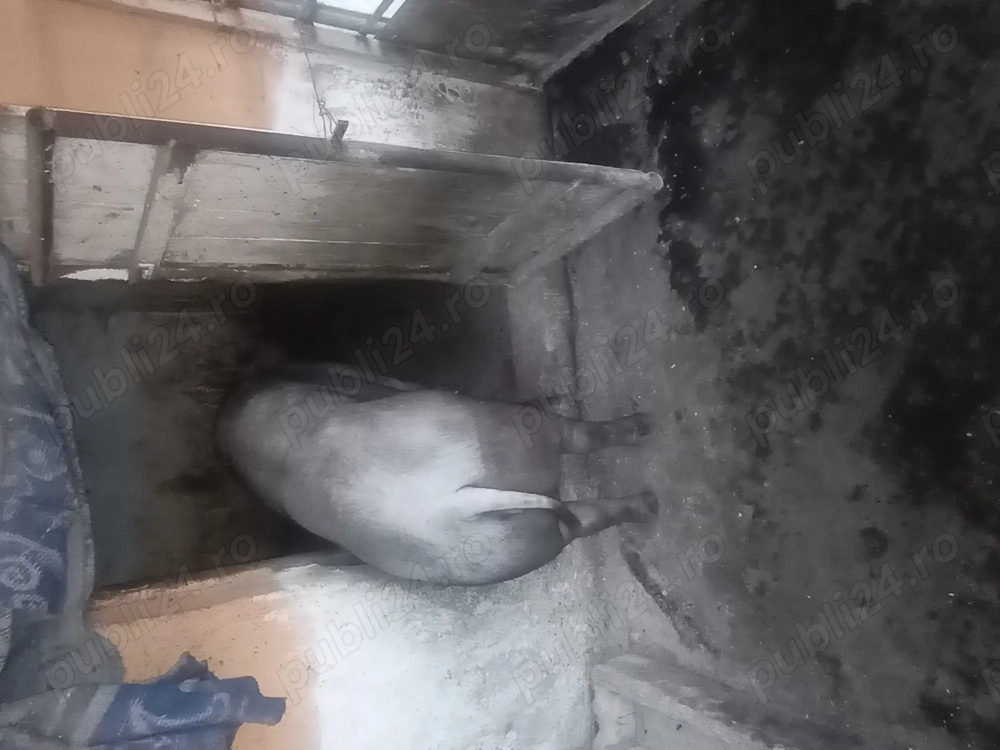 Porci și purcei de vânzare de țară 