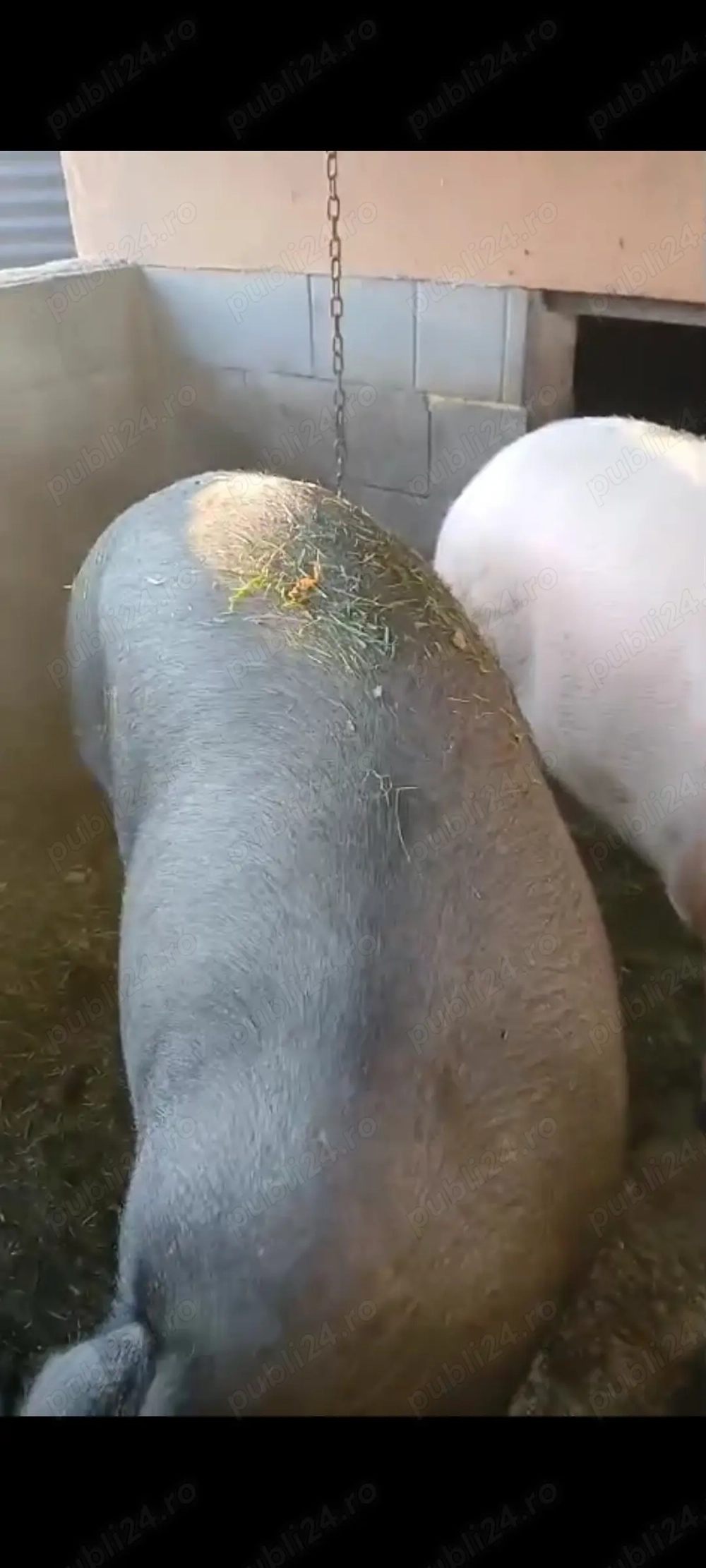 Porci de vanzare 2 mascuri și o scroafă castrata crescuți natural cu porumb 