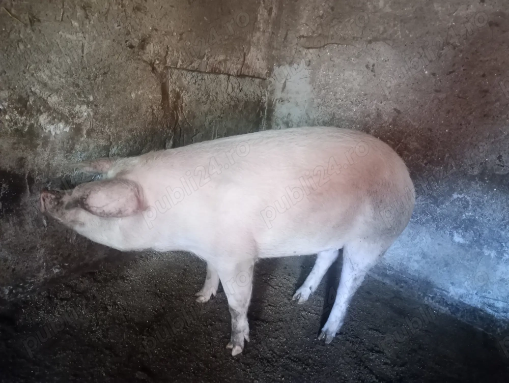 Vând 2 scrofițe între 130-200 detalii privat 