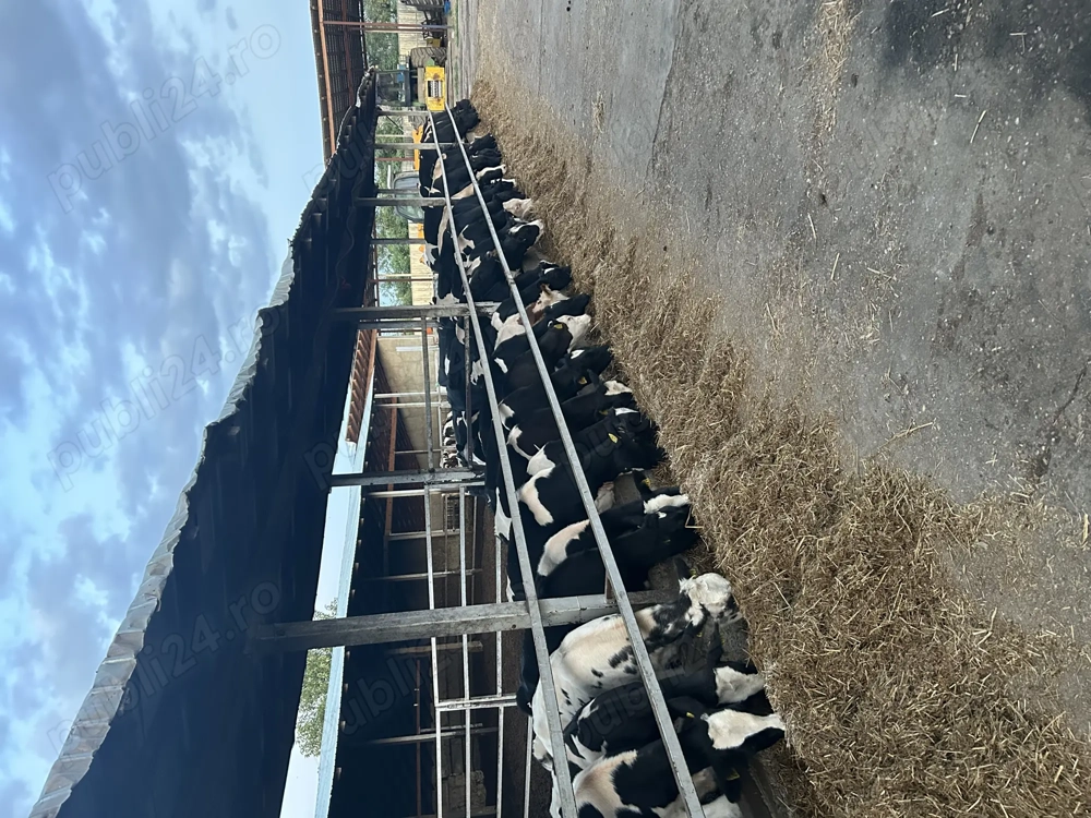 Angajez la fermă de vaci