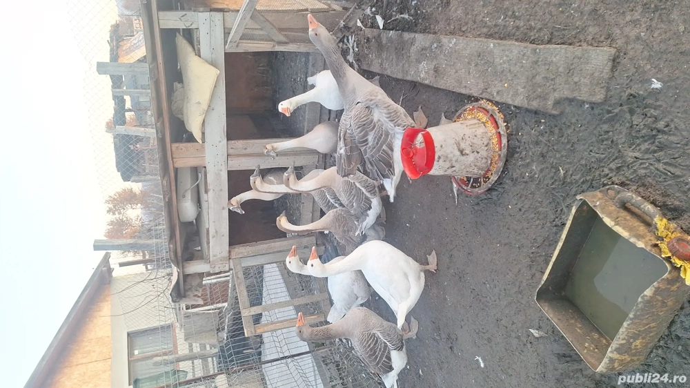 gaste de vanzare sau schimb 