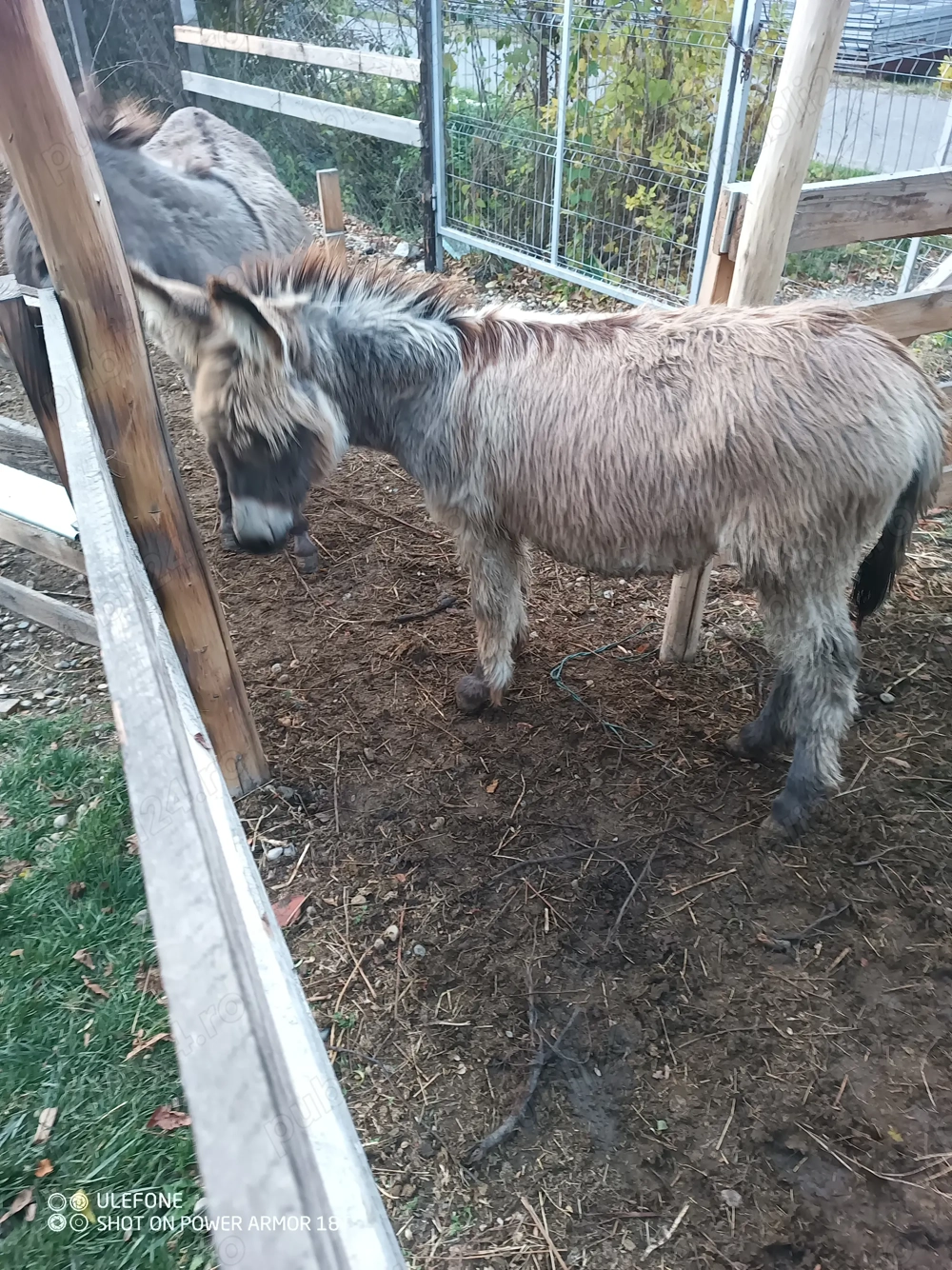 Vând măgăruș tânăr armăsar 