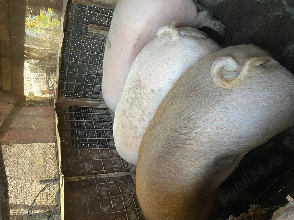 Vând Porci pentru sacrificiu de Sărbători 