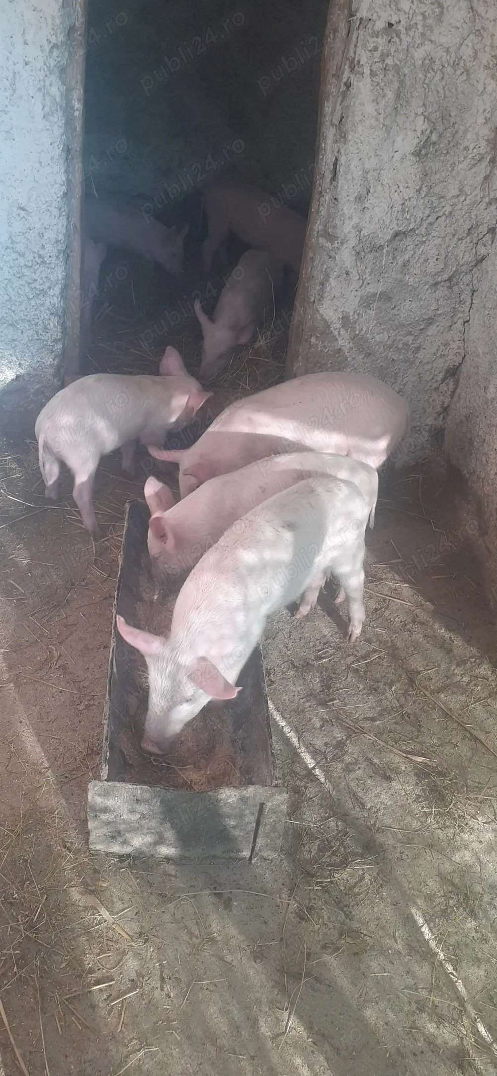 De vânzare purcei de rasă marele alb sat. Căndești 