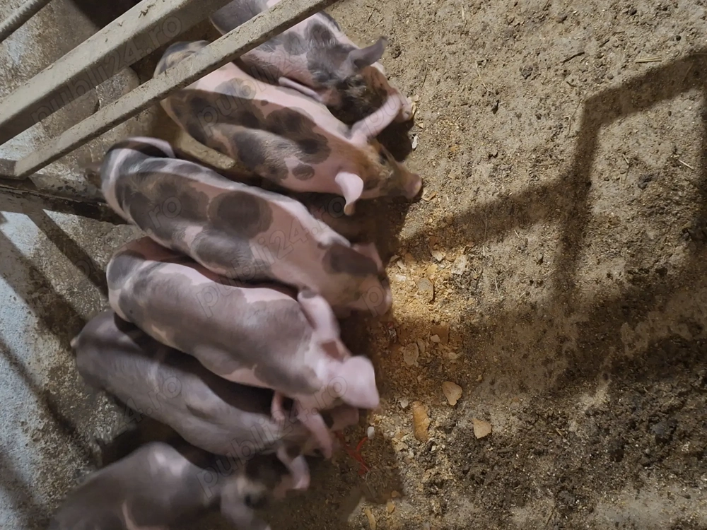 Purcei pietrani de 8 saptamani.