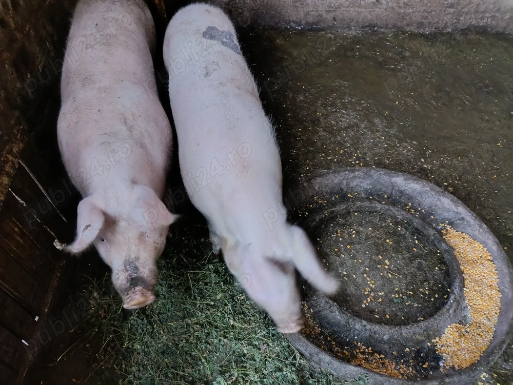 Vând porci de 100 kg