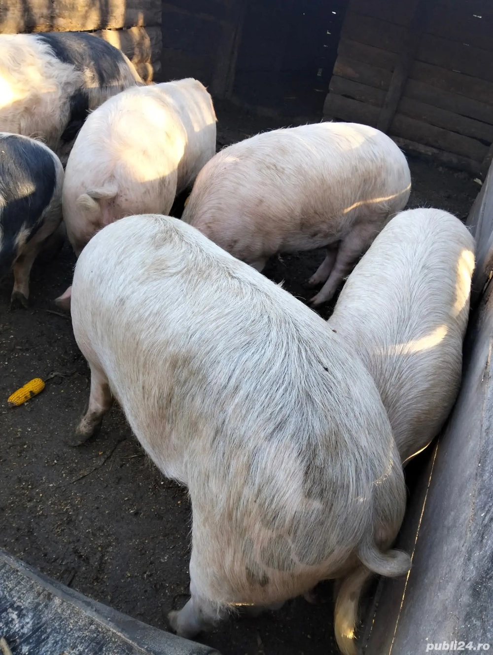 vând porci pentru sacrificare 