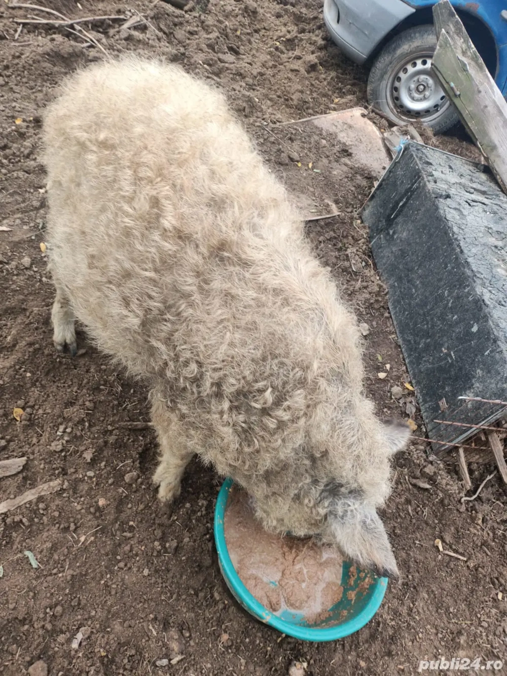 Vier mangalita de vanzare