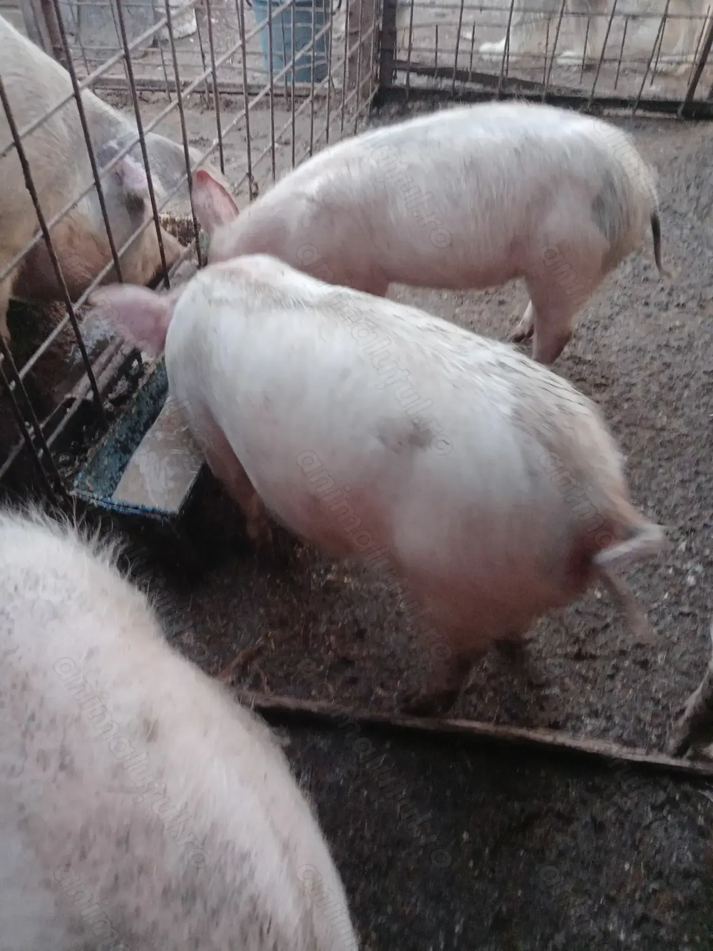 Vind porc și 2 purcei