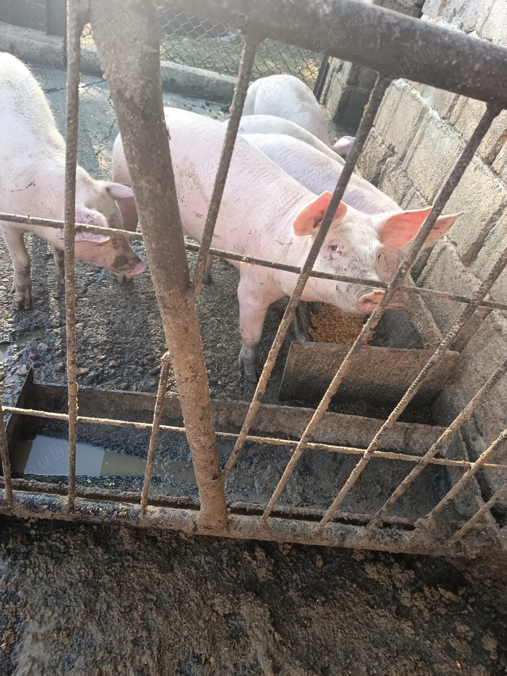 Purcei landrace cu pietrain 3 luni