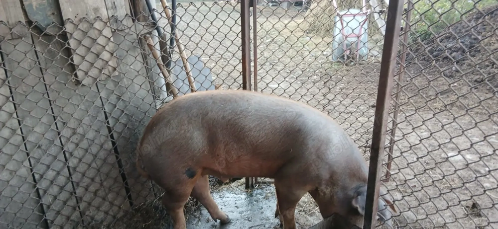 Vand porc, rasa Duroc