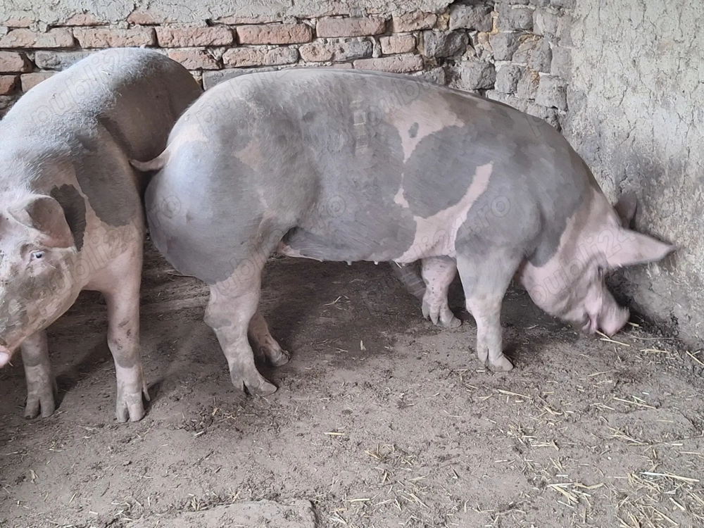 Porci pitrain 170kg 